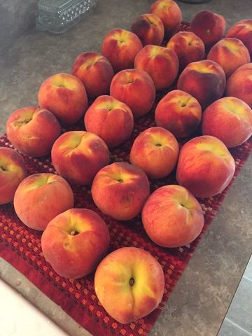 Shaftoli