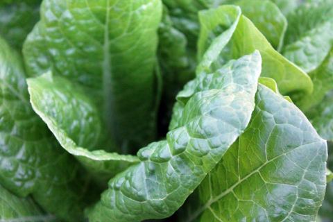 Salat bargi