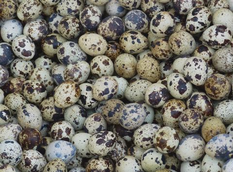 Bedana