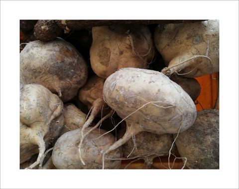Sholg'om — Dehqon Agro
